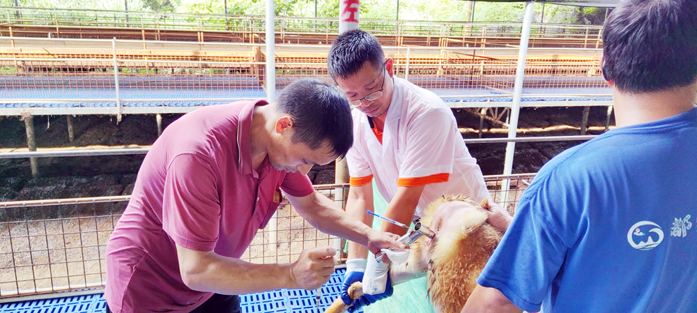 羊的人工输精操作.jpg 羊的人工输精操作.jpg