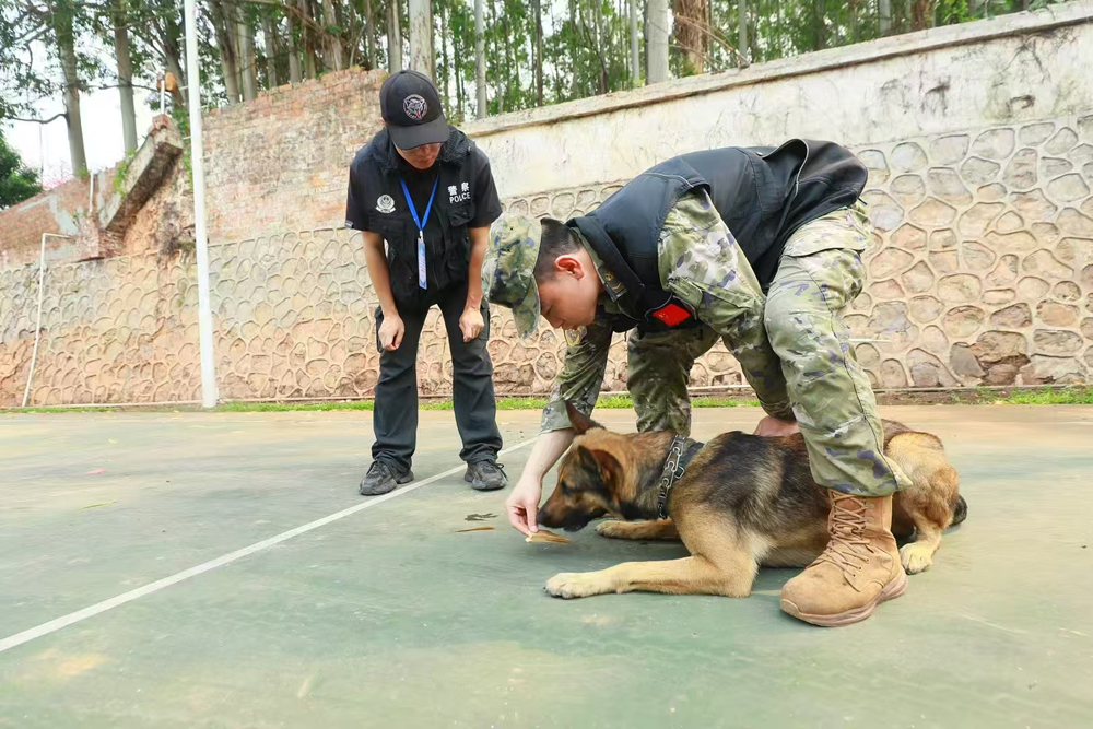 广西武警总队军犬气味链接训练场景.jpg